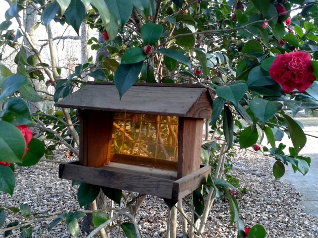 the feeder in the Camellia out front